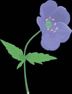 GERANIUM