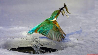 Bird 2