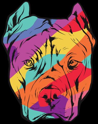 Colour Pitbull