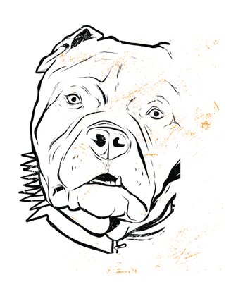 Pit Bull Face