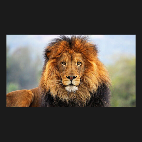 Lion 02 Thumbnail
