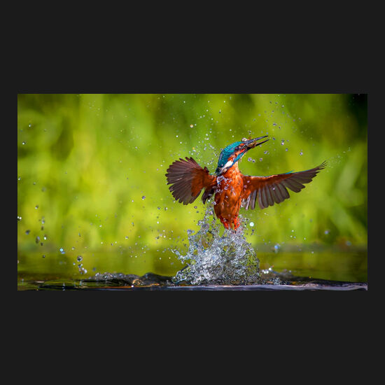 Bird 1 Thumbnail