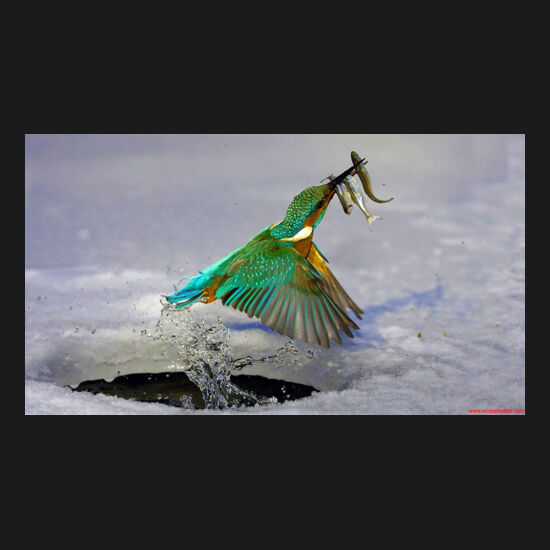 Bird 2 Thumbnail